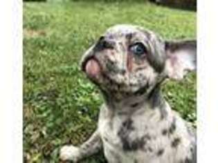 French Bulldog Puppy for sale in Saint Joseph, MI, USA