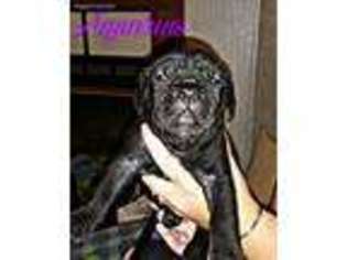 Cane Corso Puppy for sale in Haysville, KS, USA