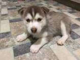 Siberian Husky Puppy for sale in Hull, MA, USA