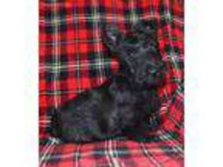 Scottish Terrier Puppy for sale in Santa Clarita, CA, USA