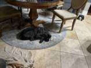 Mastiff Puppy for sale in Wesley Chapel, FL, USA