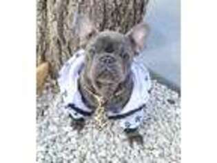 French Bulldog Puppy for sale in Marysville, WA, USA