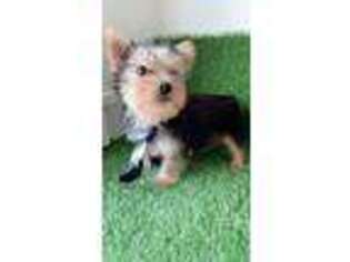 Yorkshire Terrier Puppy for sale in Alameda, CA, USA