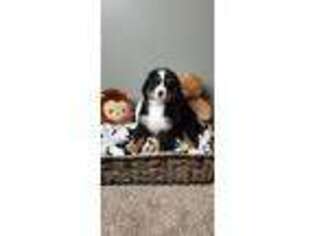 Bernese Mountain Dog Puppy for sale in Greenwood, IN, USA