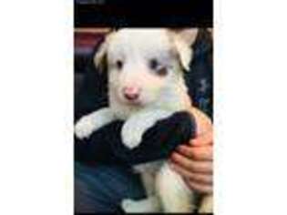 Border Collie Puppy for sale in Hagerstown, IN, USA