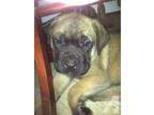 Mastiff Puppy for sale in PITTSBURGH, PA, USA