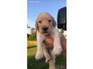 Goldendoodle Puppy for sale in Stout, OH, USA