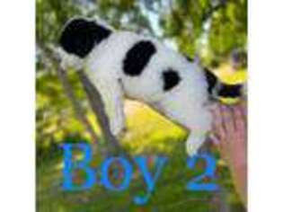 Saint Berdoodle Puppy for sale in Austinburg, OH, USA