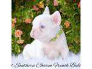 French Bulldog Puppy for sale in Chelsea, AL, USA