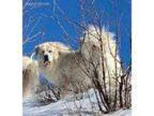 Great Pyrenees Puppy for sale in Turtle Lake, ND, USA