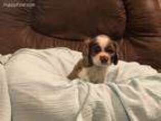 Cocker Spaniel Puppy for sale in Weatherford, TX, USA
