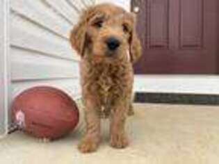Goldendoodle Puppy for sale in Leesburg, VA, USA