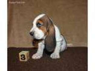 Basset Hound Puppy for sale in Liberal, MO, USA