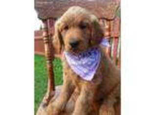 Goldendoodle Puppy for sale in Mount Pleasant Mills, PA, USA