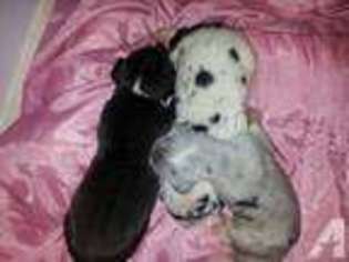 Great Dane Puppy for sale in RED BLUFF, CA, USA