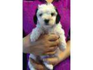 Cavapoo Puppy for sale in Millington, MI, USA