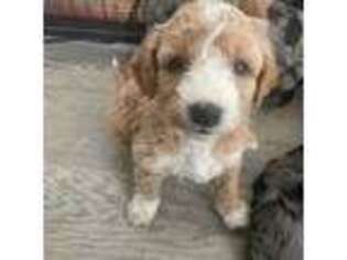 Buggs Puppy for sale in Bozeman, MT, USA