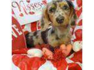 Dachshund Puppy for sale in Richmond, IL, USA