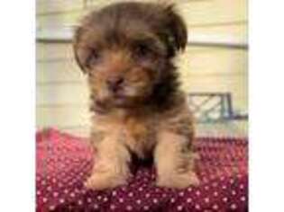 Yorkshire Terrier Puppy for sale in Bayonne, NJ, USA