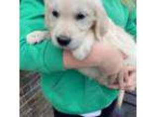 Golden Retriever Puppy for sale in Doylestown, PA, USA