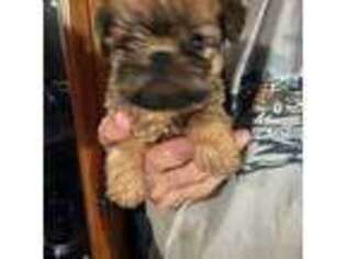 Brussels Griffon Puppy for sale in Poplarville, MS, USA