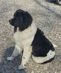 Newfoundland Puppy for sale in Bloomington, IN, USA