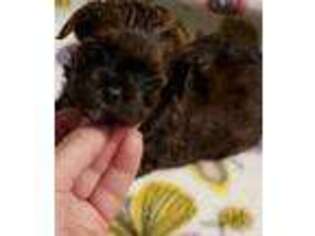 Shih-Poo Puppy for sale in Burton, MI, USA