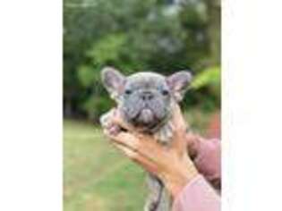 French Bulldog Puppy for sale in Lake Ozark, MO, USA
