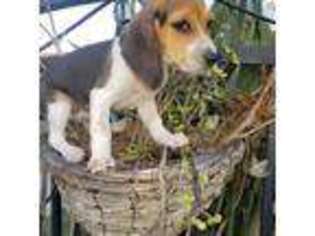 Beagle Puppy for sale in Palmdale, CA, USA