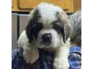 Saint Bernard Puppy for sale in Jerome, ID, USA
