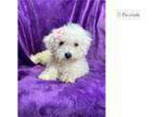 Bichon Frise Puppy for sale in Springfield, MO, USA