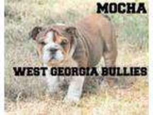 Bulldog Puppy for sale in Douglasville, GA, USA