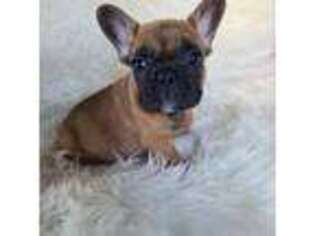 French Bulldog Puppy for sale in Stanley, VA, USA