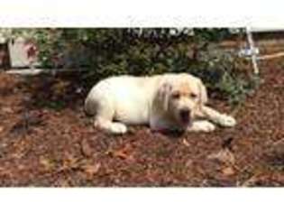 Labrador Retriever Puppy for sale in Newark, DE, USA