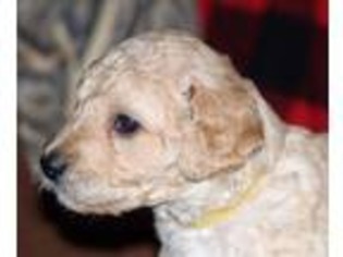 Goldendoodle Puppy for sale in Alpena, MI, USA