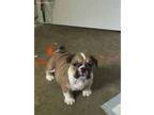 Bulldog Puppy for sale in Goodlettsville, TN, USA