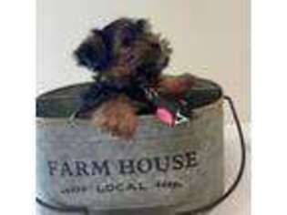 Yorkshire Terrier Puppy for sale in Schaumburg, IL, USA