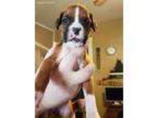 Boxer Puppy for sale in Warner, NH, USA