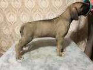 Great Dane Puppy for sale in Hannibal, MO, USA