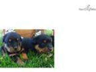 Rottweiler Puppy for sale in Columbia, MO, USA