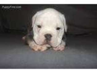 Olde English Bulldogge Puppy for sale in Cecil, AR, USA