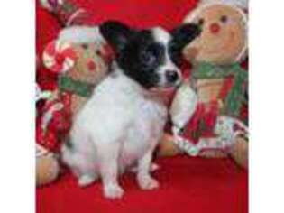 Papillon Puppy for sale in Diana, TX, USA