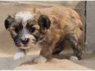 Mutt Puppy for sale in Tyler, MN, USA
