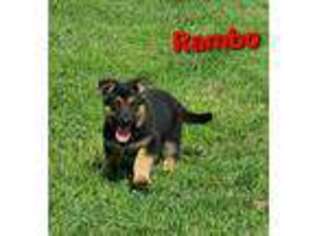 German Shepherd Dog Puppy for sale in Minerva, OH, USA