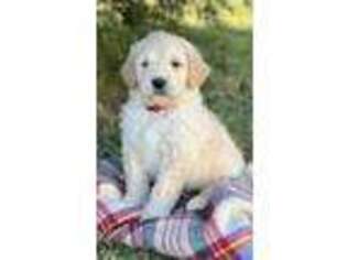 Goldendoodle Puppy for sale in Urbana, OH, USA