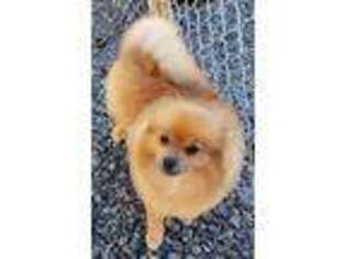 Pomeranian Puppy for sale in Klamath Falls, OR, USA