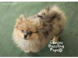 Pomeranian Puppy for sale in Iola, KS, USA