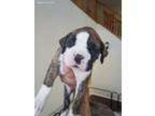 Boxer Puppy for sale in Castle Rock, CO, USA
