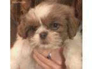 Mutt Puppy for sale in Guntersville, AL, USA