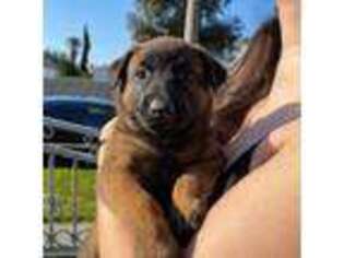 Belgian Malinois Puppy for sale in Tustin, CA, USA